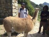 Llama en Machu Picchu