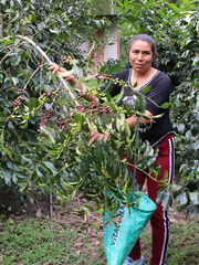 Visita del cafetal